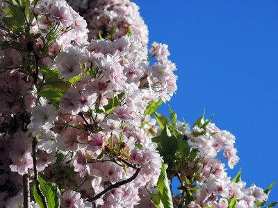 Sky background white