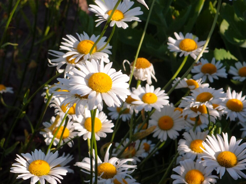 Chamomile daisy white flower