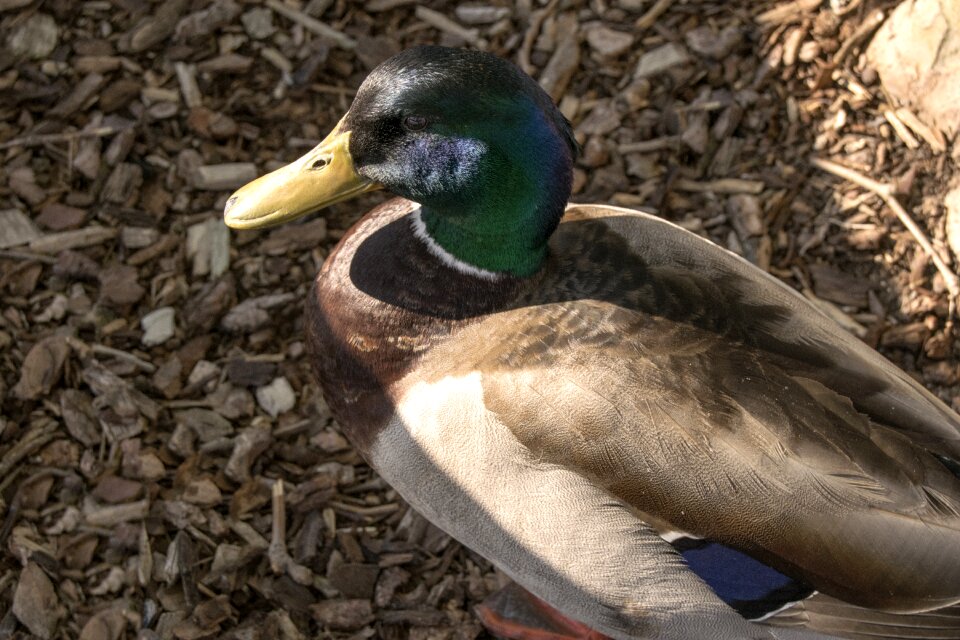 Wildlife animal nature