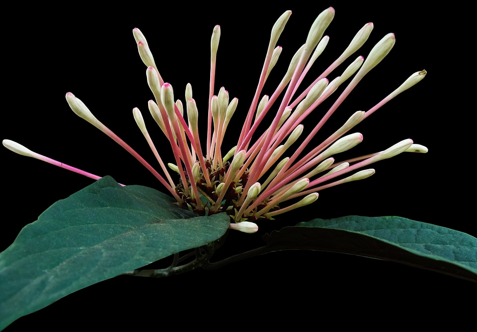 Flower lady sansai isolated