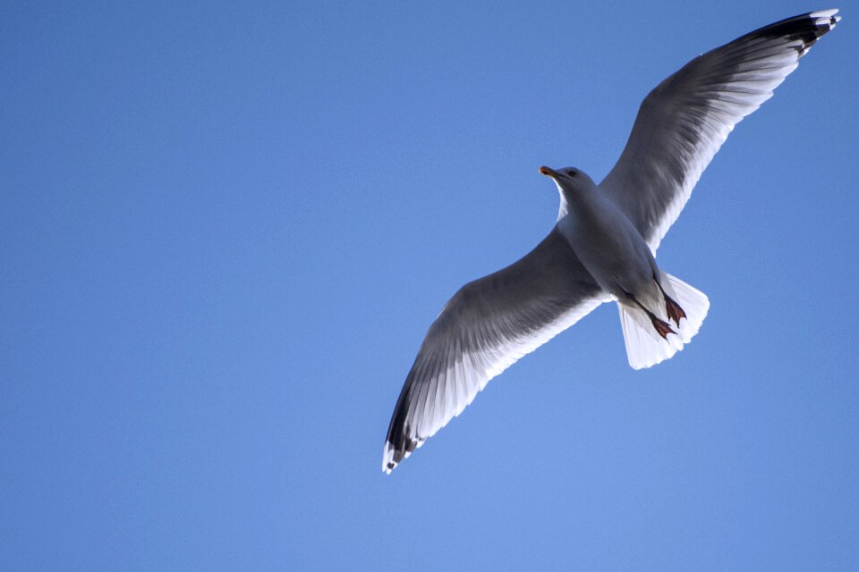 Nature bird wildlife
