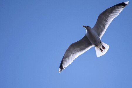 Nature bird wildlife photo