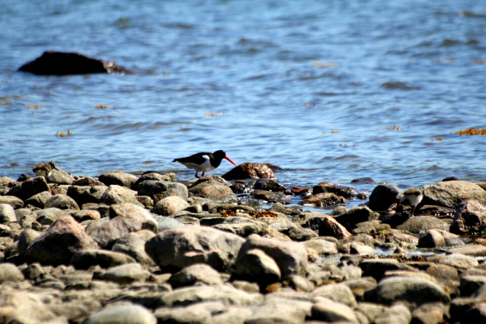 Orange beak stone sea