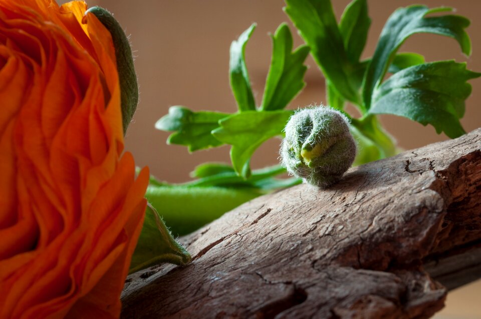 Closed bud close up green