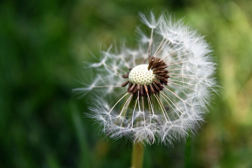 Grass flower nature