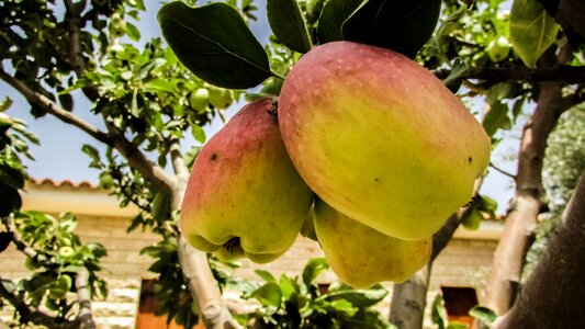 Tree food fresh fruit