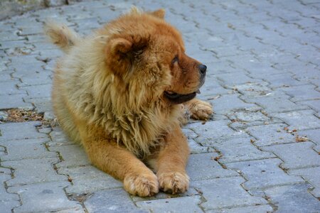 Lion look animal