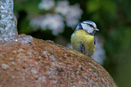 Cyanistes caeruleus bird stone photo