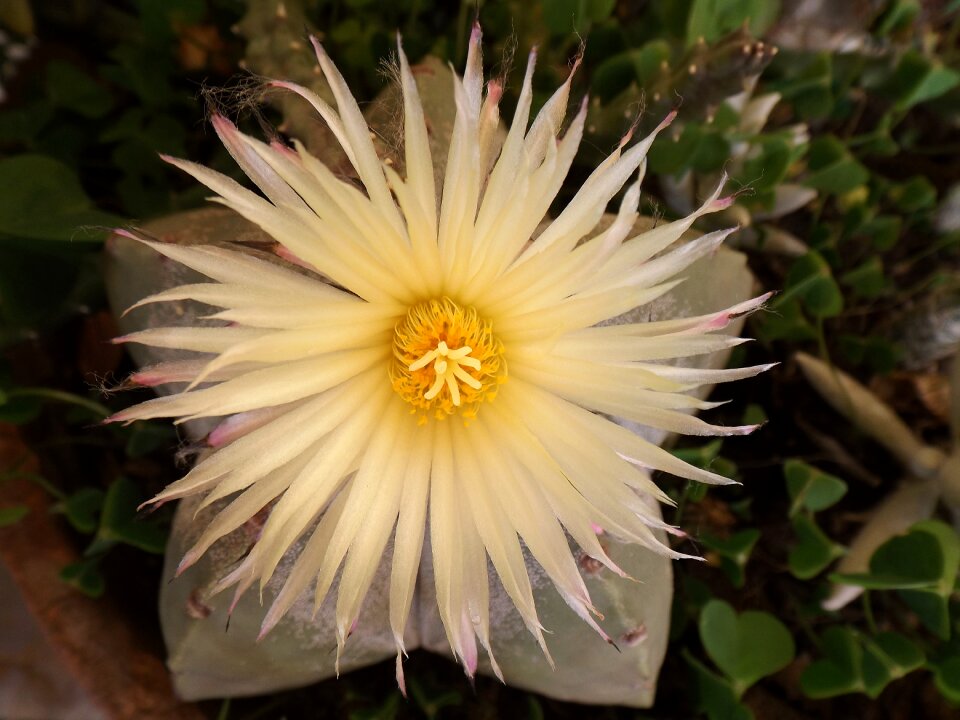 Plant bloom white
