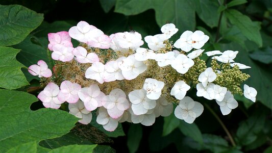Flower blossom bloom