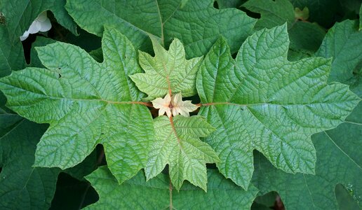 Plant shrub garden