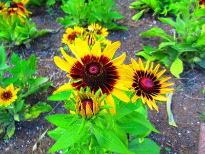 Nature garden summer