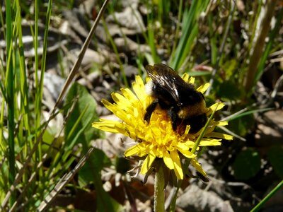 Dandelion yellow bumble-bee