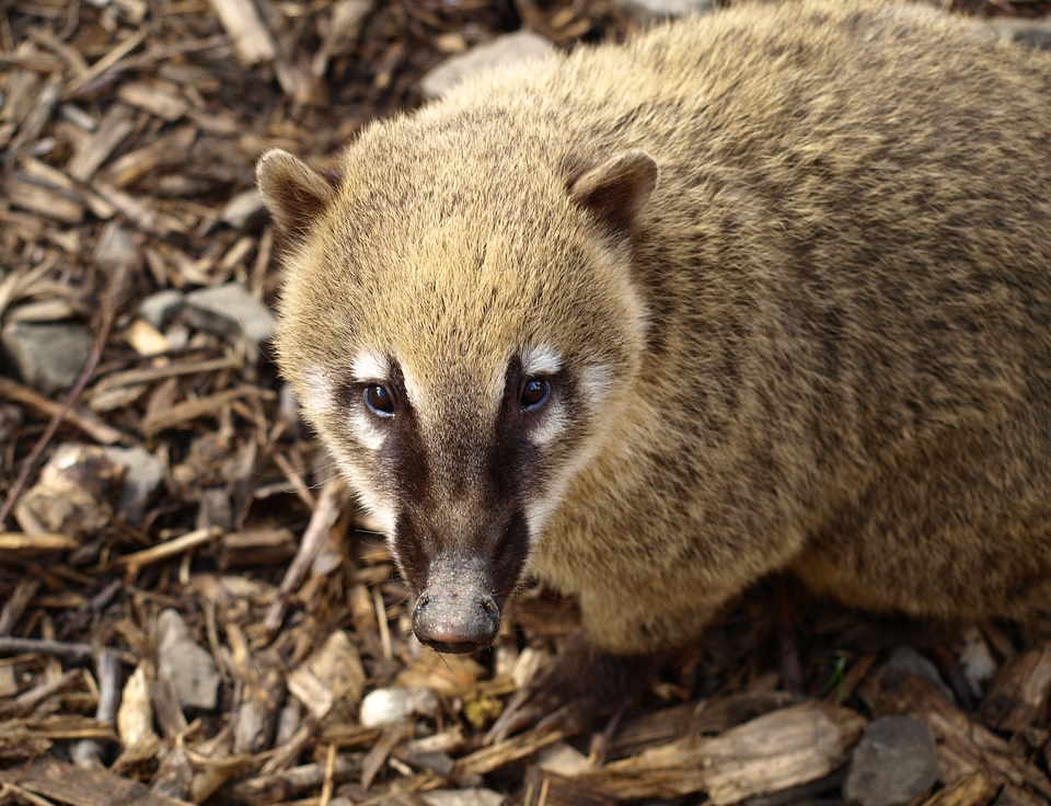 Animal portrait nose nasua