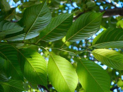 Leaf green otsu park