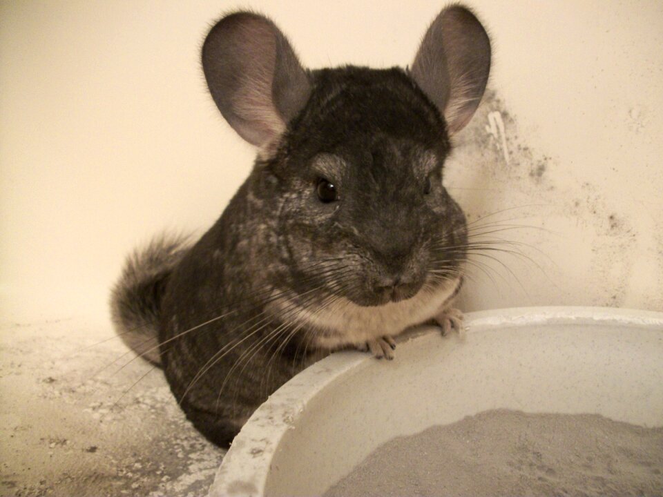 Standard pets mammal