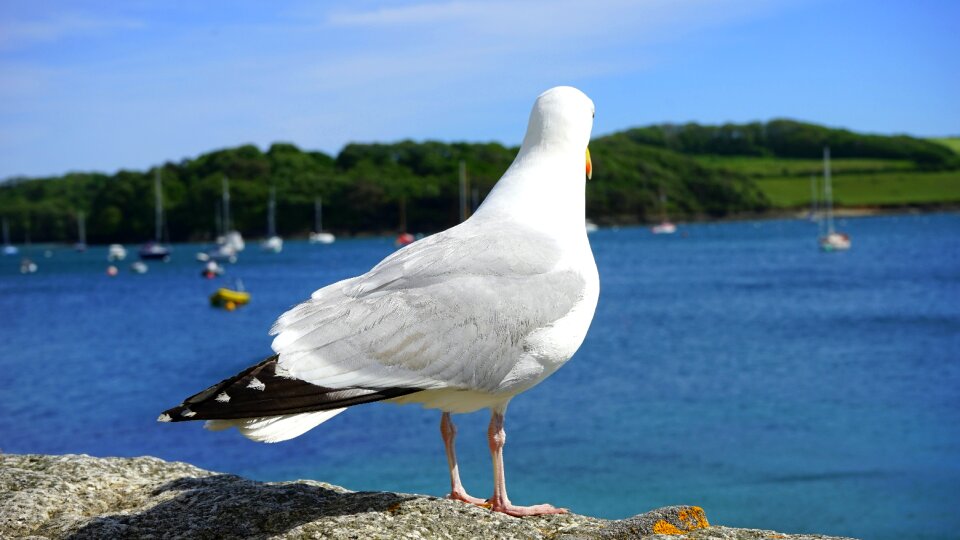 Gull flight nature photo