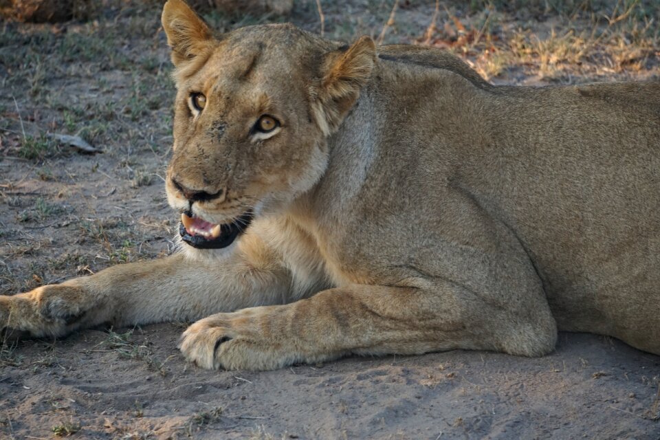 Nature safari kruger