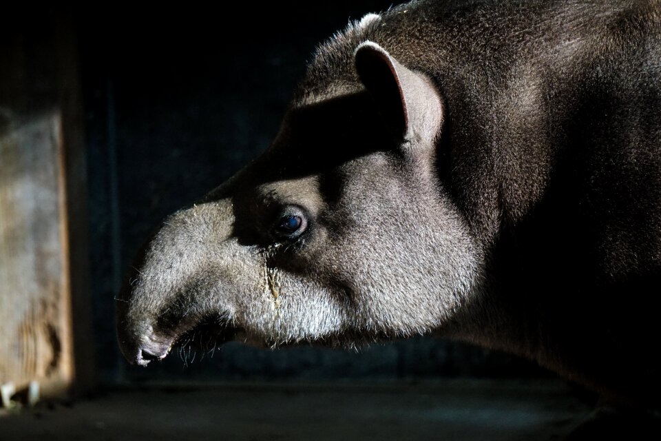Perissodactyla proboscis mammal