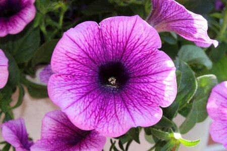 Purple flower garden petunia