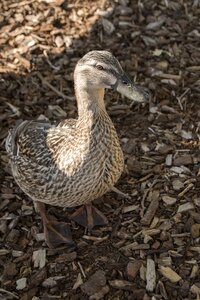 Wildlife animal nature