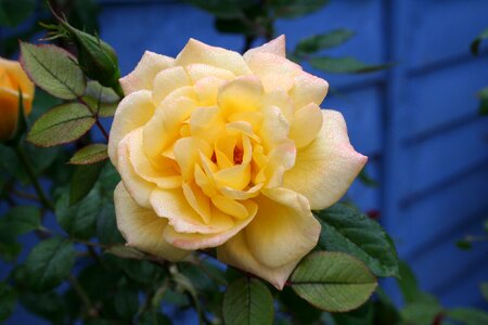 Bloom dew