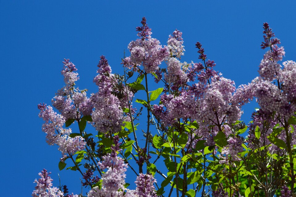 Nature flowers sky