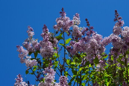 Nature flowers sky