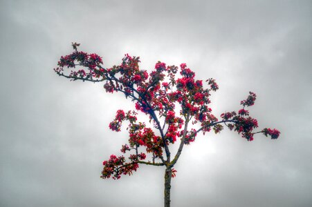 Nature branches flower