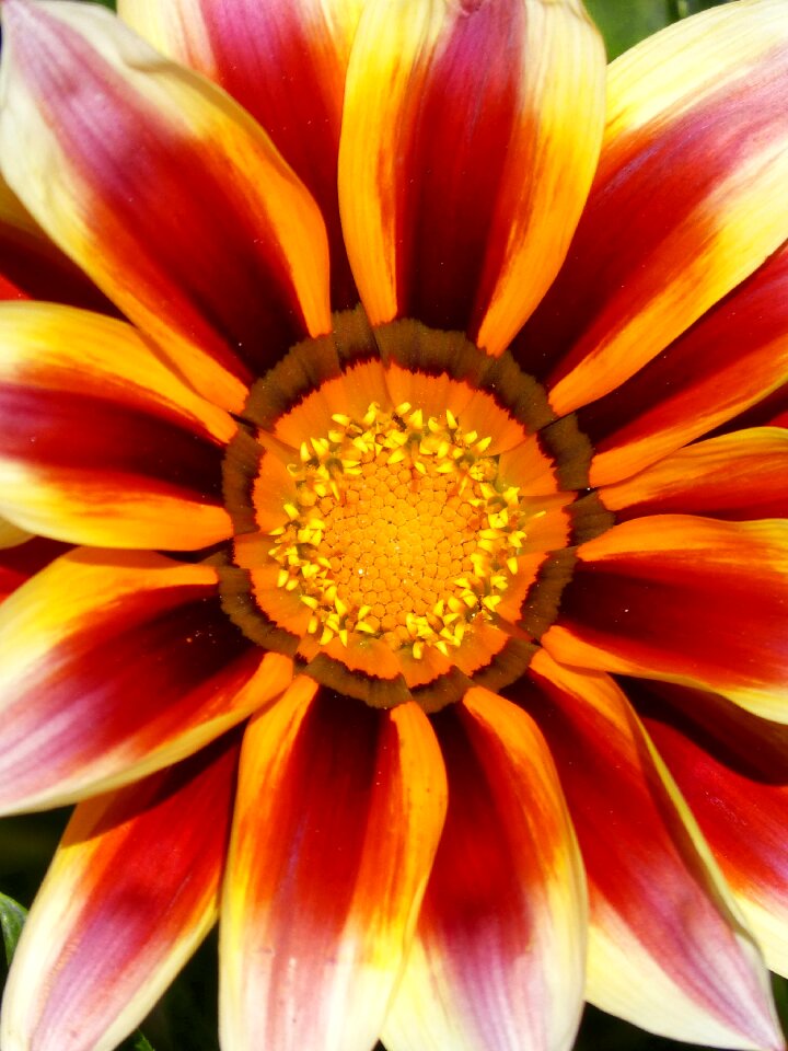Pollen petals background