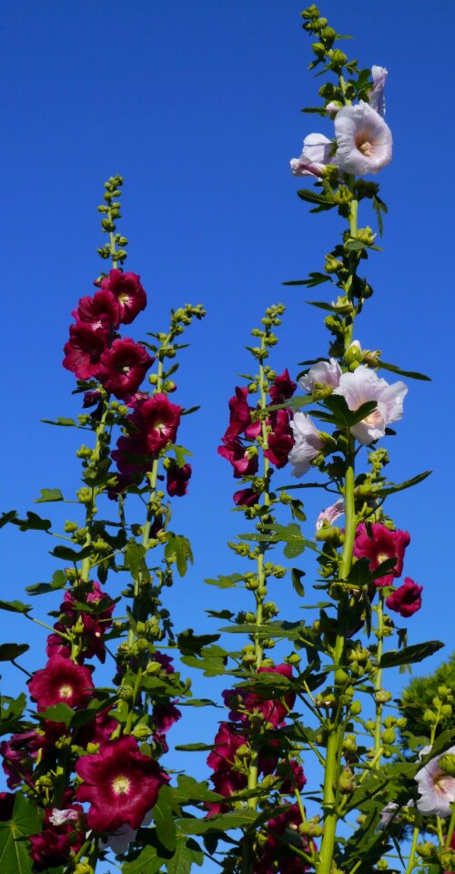 Pink red purple flowers