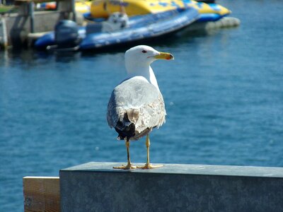 Bird pier spain photo