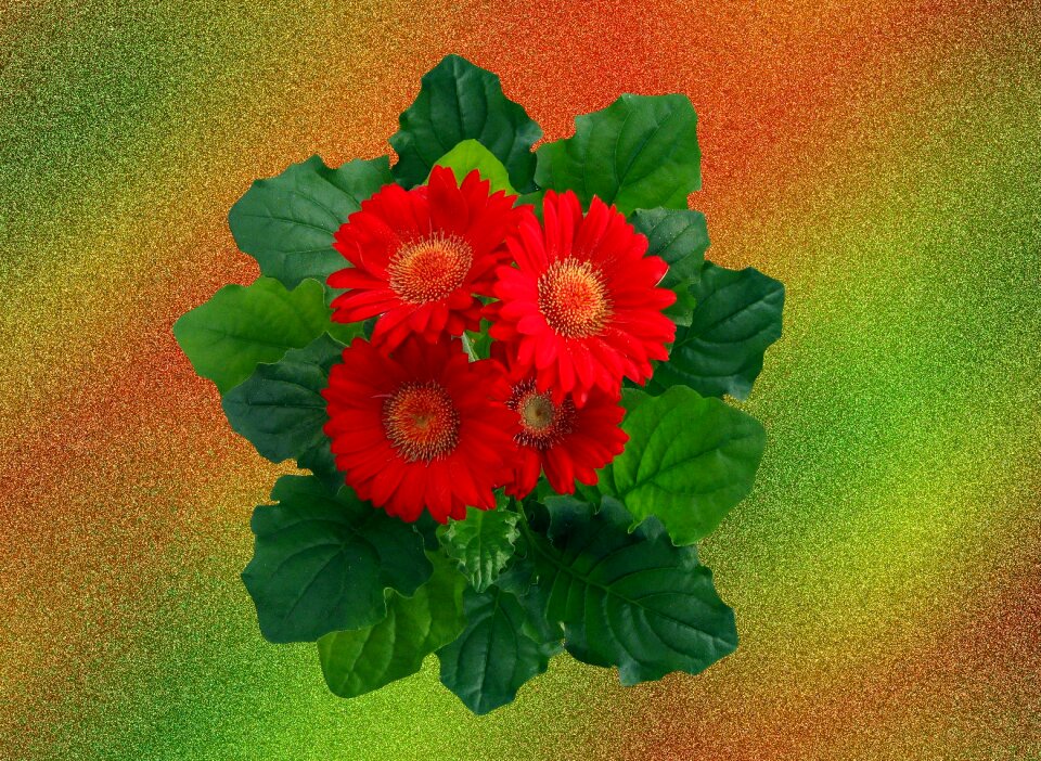 Bloom flower plant