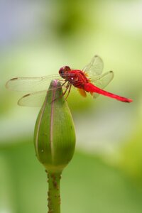 Wing close up red dragonfly photo