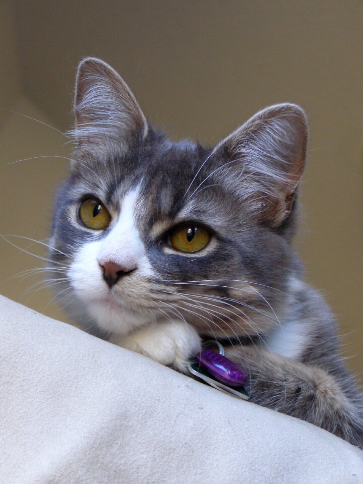 Animal pet portrait tabby