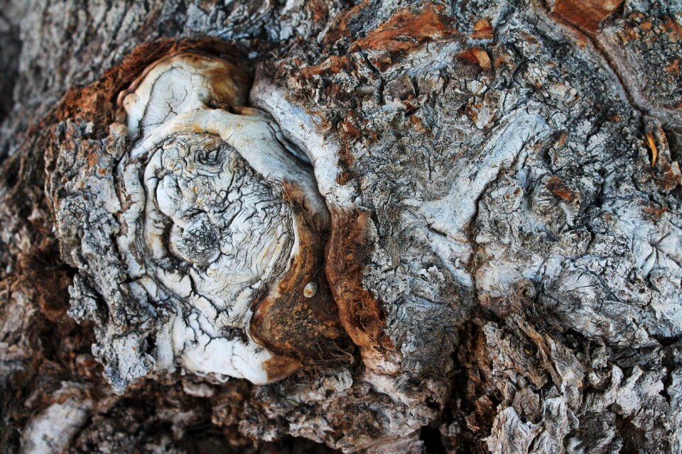 Wood tree knot rounded outgrowth