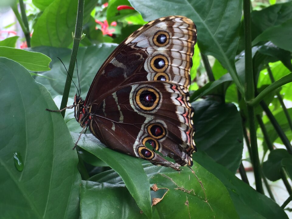 Insect nature wings