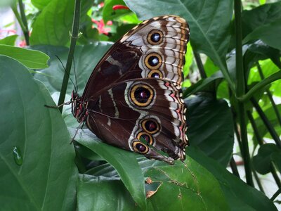 Insect nature wings
