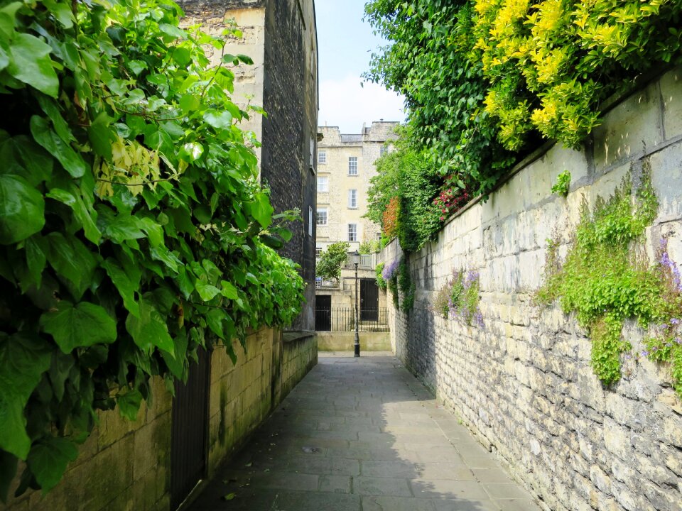 Alley plant green