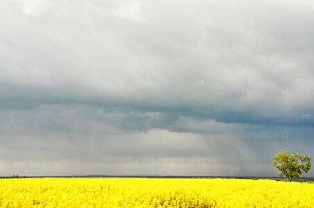 Field landscape nature