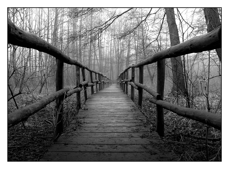 Bridge autumn marsh