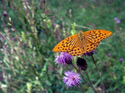 Please appreciate insect butterfly