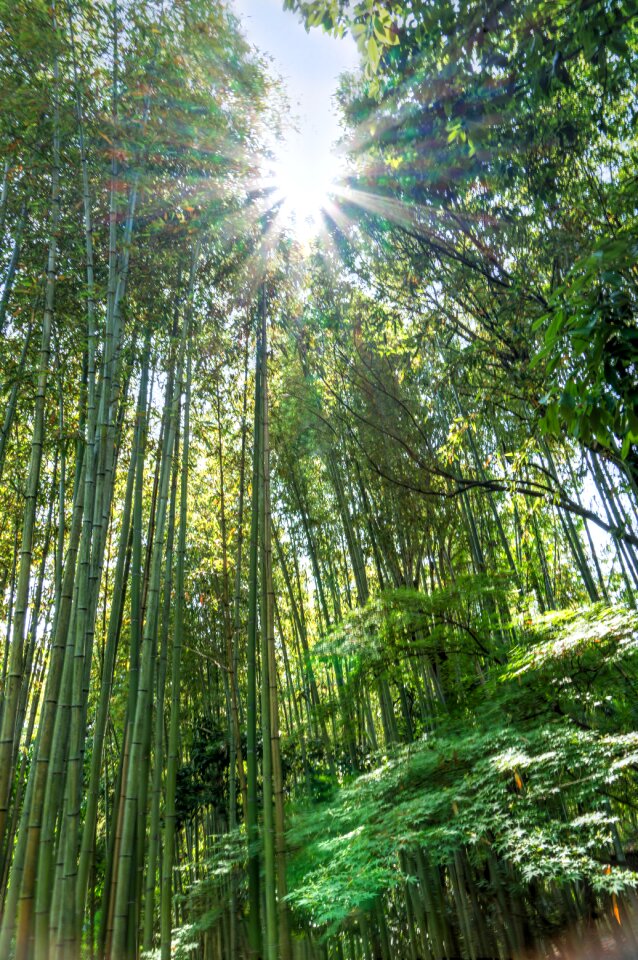 Sunstar green kyoto