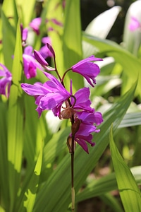 Bloom purple plant