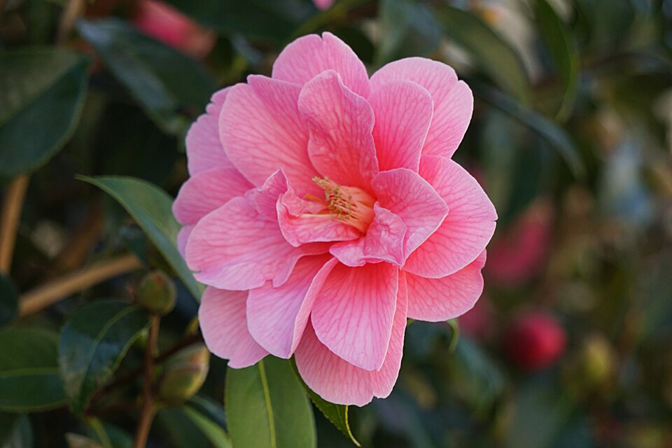 Nature plant petal
