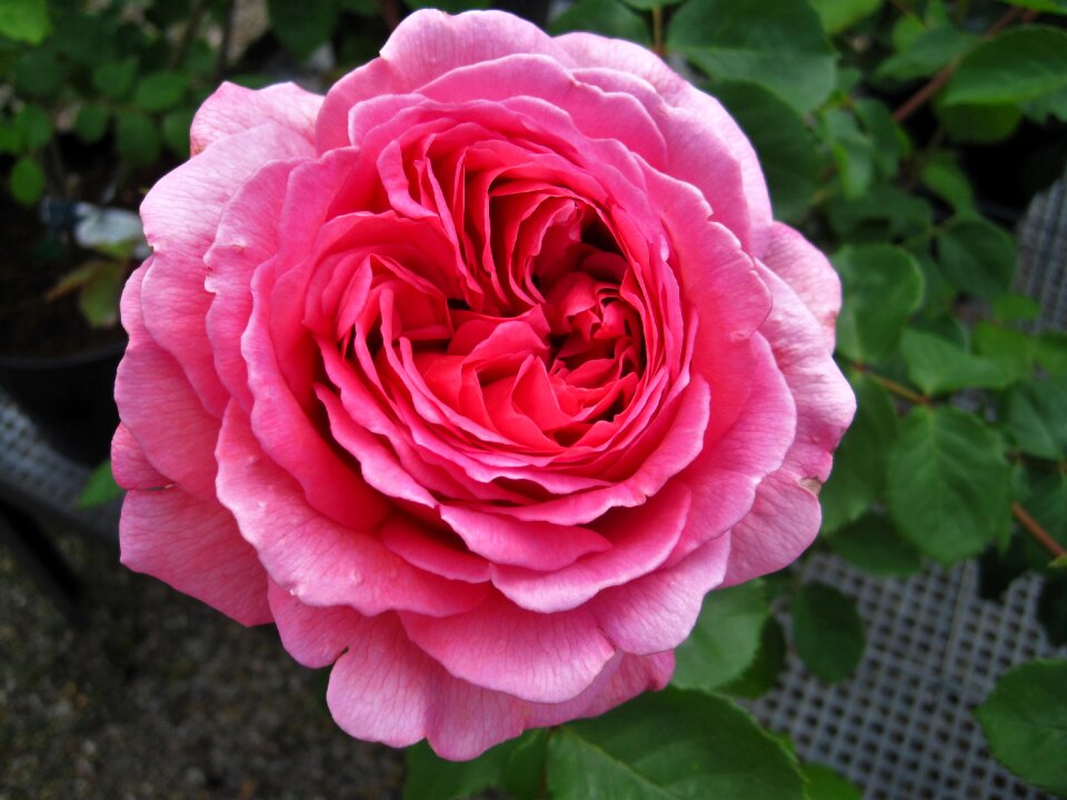 Garden rose blossom bloom