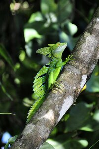 Reptile frontal lobe basilisk nature