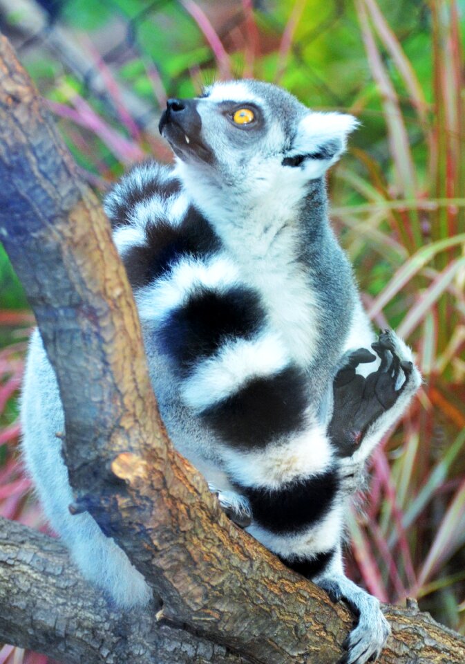 Maki catta madagascar animals