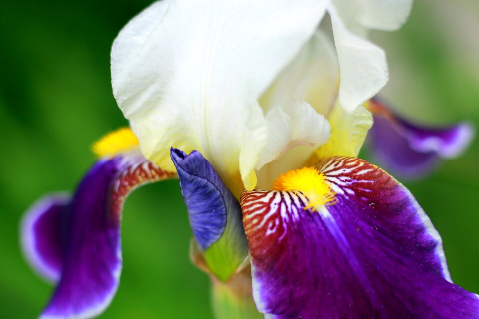 Purple flower garden