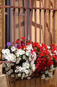 Flower windows railing